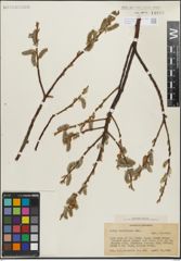 Foto von Salix lasiolepis Benth.